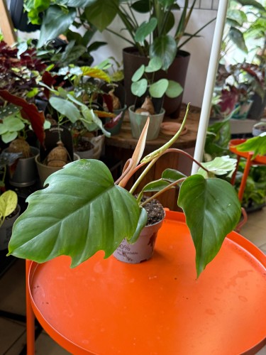 filodendron philodendron mayoi (2).jpeg