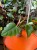 filodendron philodendron mayoi (2).jpeg
