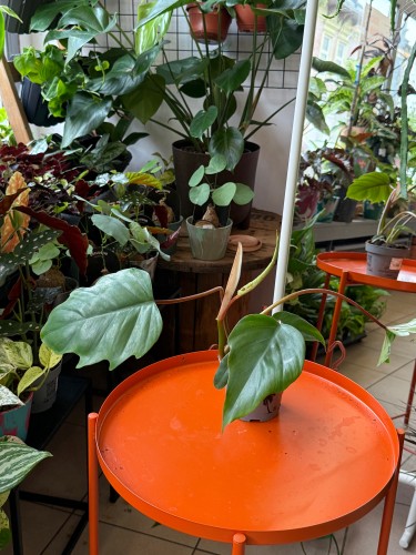 filodendron philodendron mayoi (3).jpeg