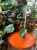filodendron philodendron mayoi (3).jpeg