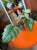 filodendron philodendron mayoi (1).jpeg