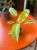 filodendron philodendron painted lady  (3).jpeg