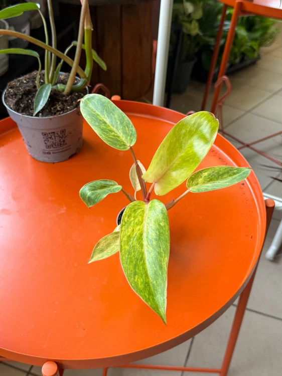 filodendron philodendron painted lady  (1).jpeg