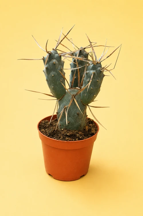 opuncja Tephrocactus articulatus