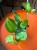 Epipremnum 'Lemon Top' (3).jpeg