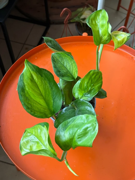 Epipremnum 'Lemon Top' (3).jpeg