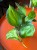 Epipremnum 'Lemon Top' (4).jpeg