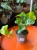 Epipremnum 'Lemon Top' (5).jpeg