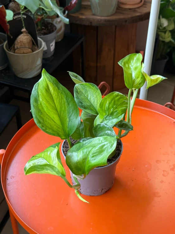 Epipremnum 'Lemon Top' (1).jpeg