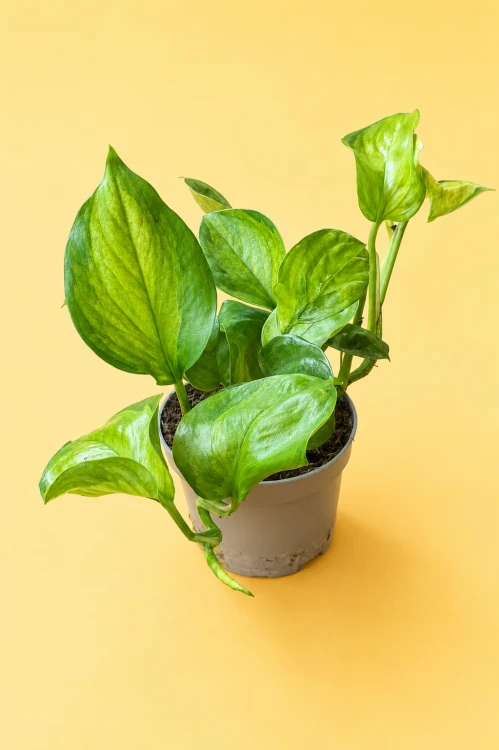 Epipremnum 'Lemon Top' D