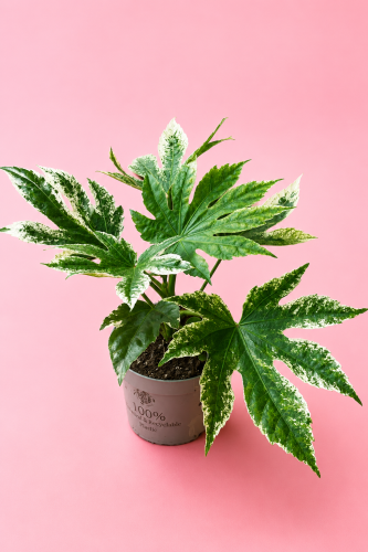 Fatsja Japońska | Fatsia japonica 'Variegata'
