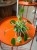 pilea pieniążek peperomoides