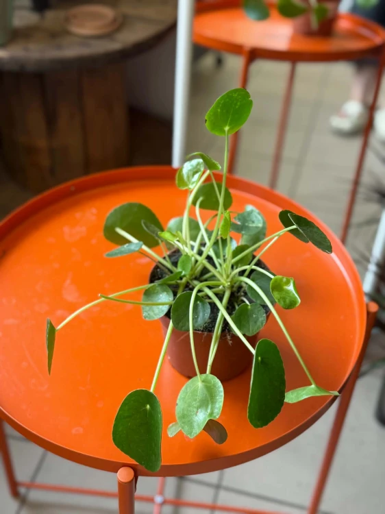 pilea pieniążek peperomoides