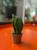 Sansevieria grandis sansewieria łopata masoniana