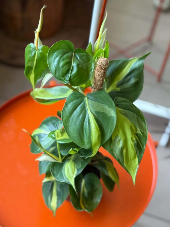 filodendron • philodendron brasil