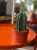Cuddly Cactus Cereus jamacaru kaktus bez kolców (2).jpg