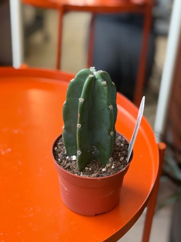 Cuddly Cactus Cereus jamacaru kaktus bez kolców (3).jpg