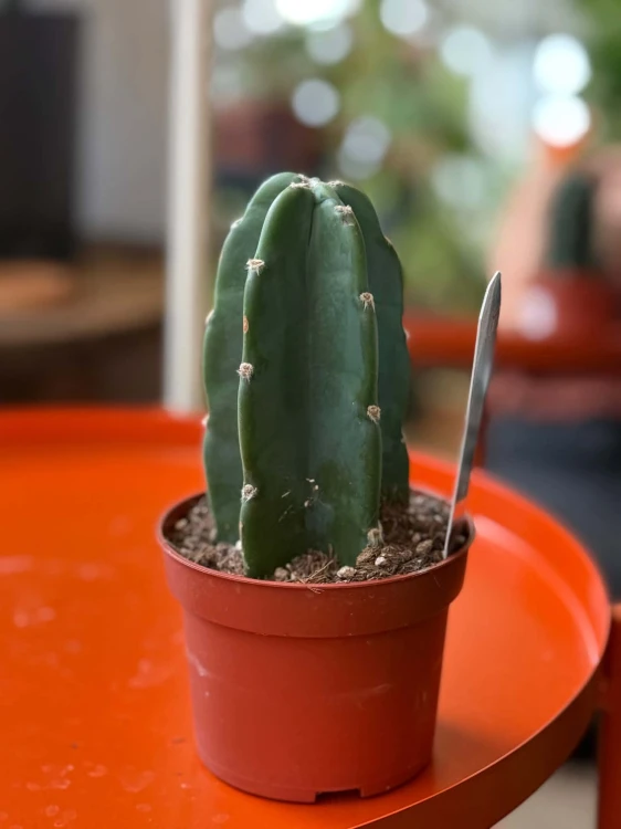 Cuddly Cactus Cereus jamacaru kaktus bez kolców (1).jpg