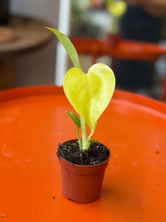 Monstera 'Lime Banana' DØ 6cm (1).jpg