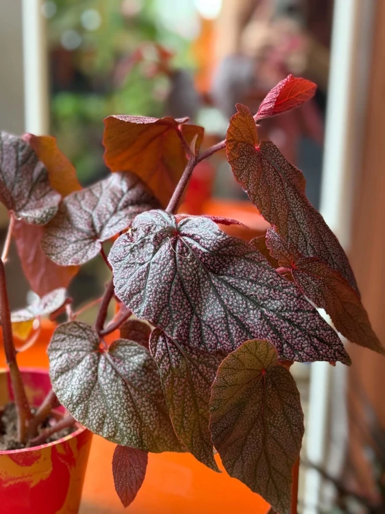 Begonia Morris DØ8cm  (3).jpg