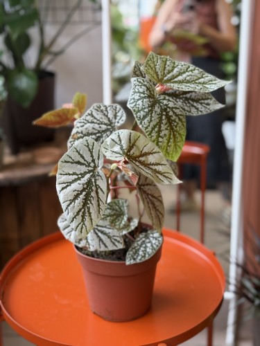 Begonia 'Snowcap'  (2).jpeg