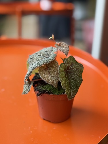 begonia curtisii galaxy (2).jpeg