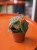 begonia curtisii galaxy (2).jpeg