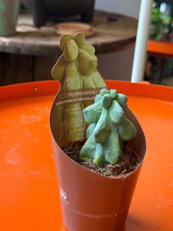 Myrtillocactus geometrizans 'Fukurokuryuzinboku' kaktus DØ6,5cm (2).jpg