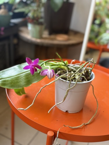 Phalaenopsis violacea  Falenopsis violacea (2).jpeg