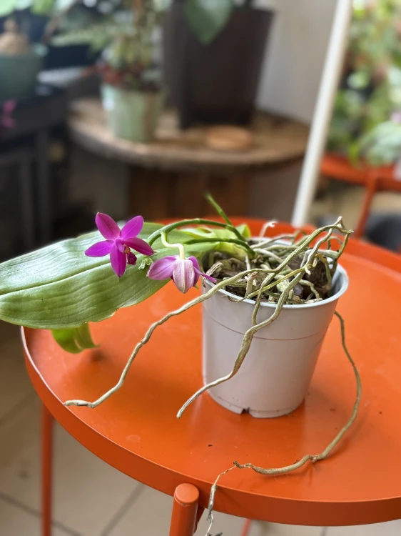 Phalaenopsis violacea  Falenopsis violacea (2).jpeg