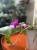 Phalaenopsis violacea  Falenopsis violacea (3).jpeg