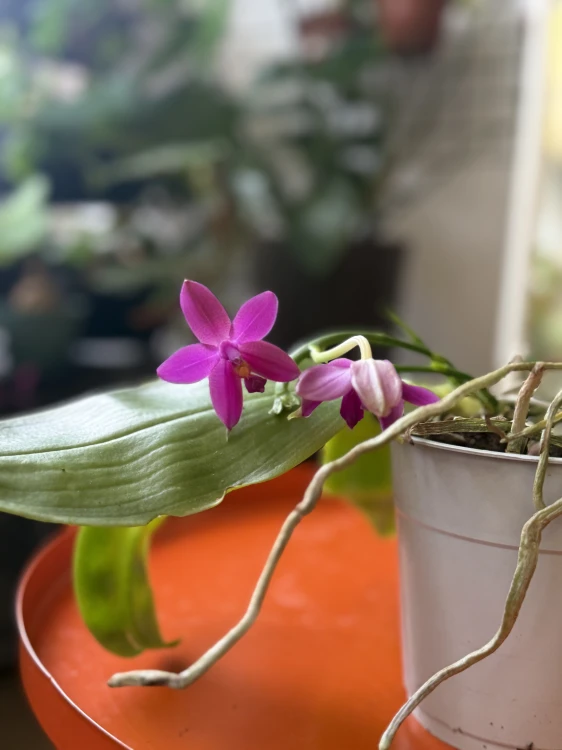 Phalaenopsis violacea  Falenopsis violacea (3).jpeg