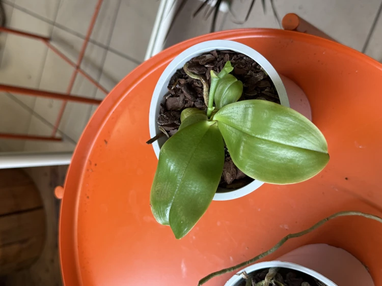 Phalaenopsis violacea  Falenopsis violacea (4).jpeg