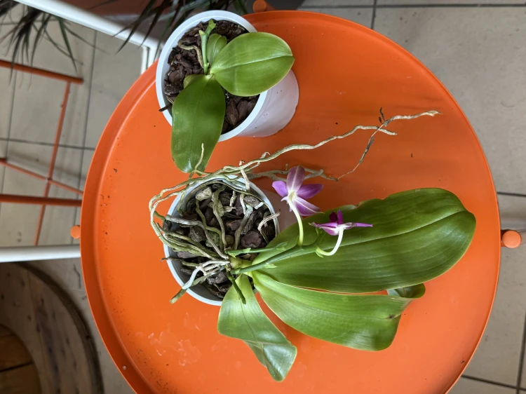Phalaenopsis violacea  Falenopsis violacea (5).jpeg