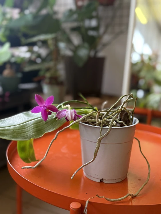 Phalaenopsis violacea  Falenopsis violacea (6).jpeg