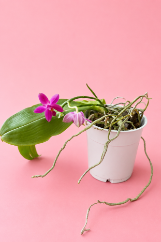 Phalaenopsis violacea / Falenopsis violacea