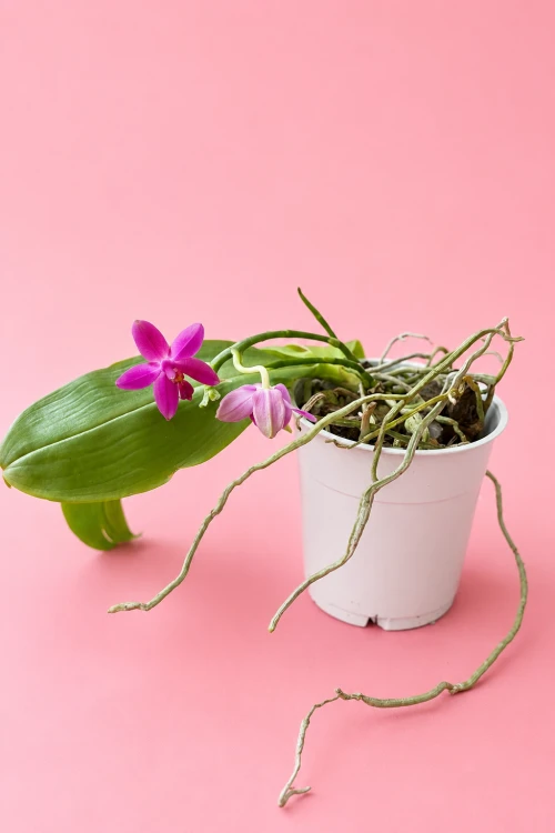 Phalaenopsis violacea / Falenopsis violacea