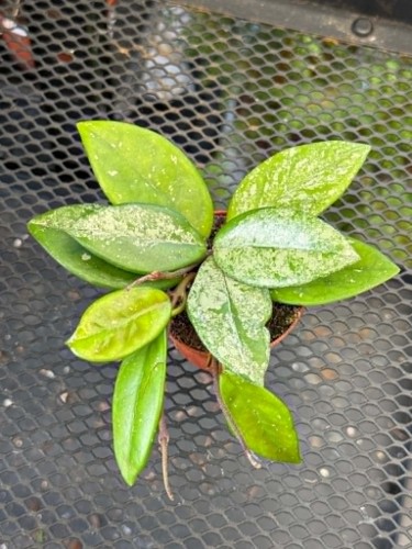 hoya carnosa splash hoja (1).jpg