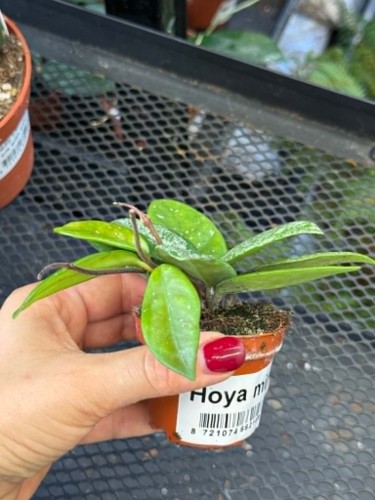 hoya carnosa splash hoja (2).jpg