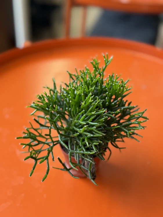Hatiora salicornioides patyczak