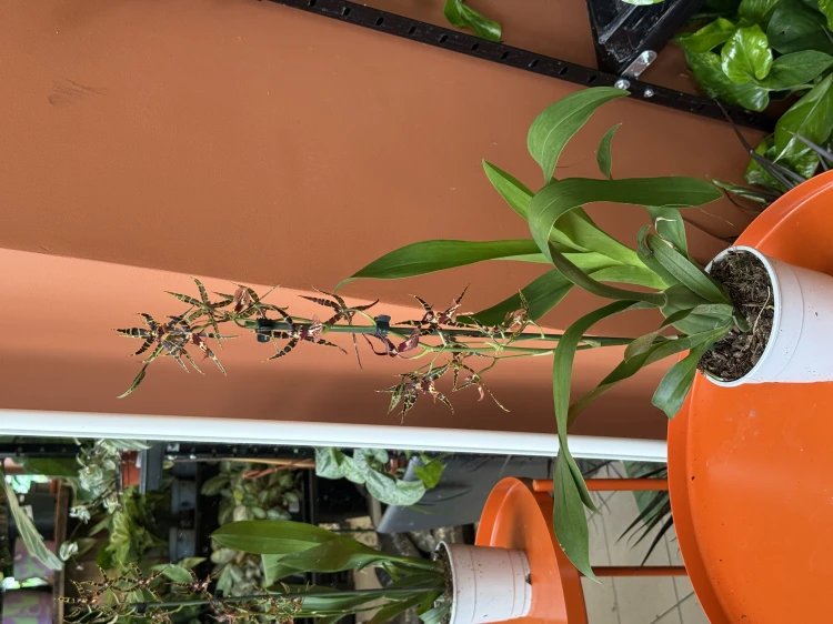 Cambria Spider Orchid 'Orange'