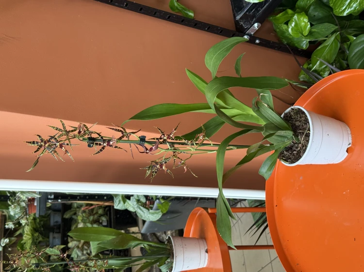 Cambria Spider Orchid 'Orange'Cambria Spider Orchid 'Orange'