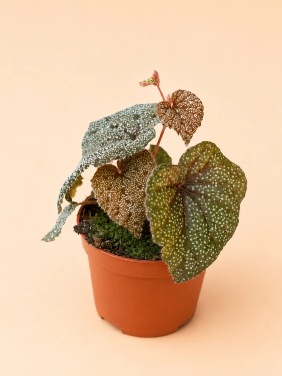begonia curtisii galaxy