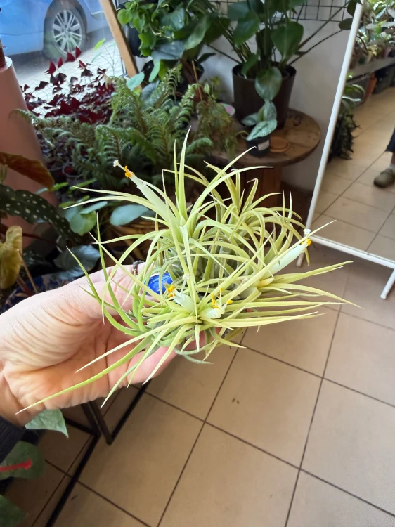 Oplątwa żółta  Tillandsia ionantha Aurea (1).jpeg