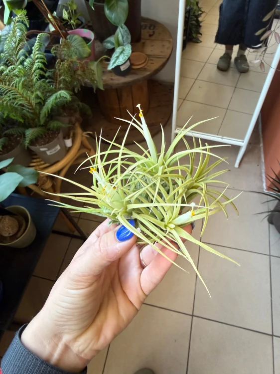 Oplątwa żółta  Tillandsia ionantha Aurea (3).jpeg