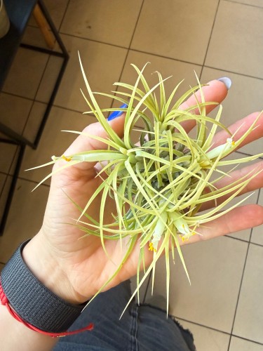 Oplątwa żółta  Tillandsia ionantha Aurea (2).jpeg