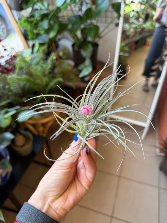 Tillandsia 'Cotton Candy' / Oplątwa 'Cotton Candy'