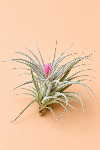 Tillandsia 'Cotton Candy' / Oplątwa 'Cotton Candy'