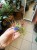 Oplątwa różowa  Tillandsia ionantha (3).jpeg
