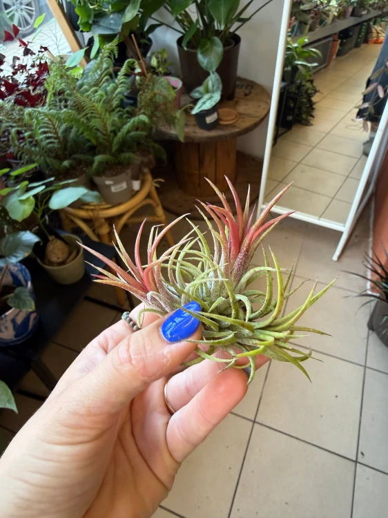 Oplątwa różowa  Tillandsia ionantha (2).jpeg